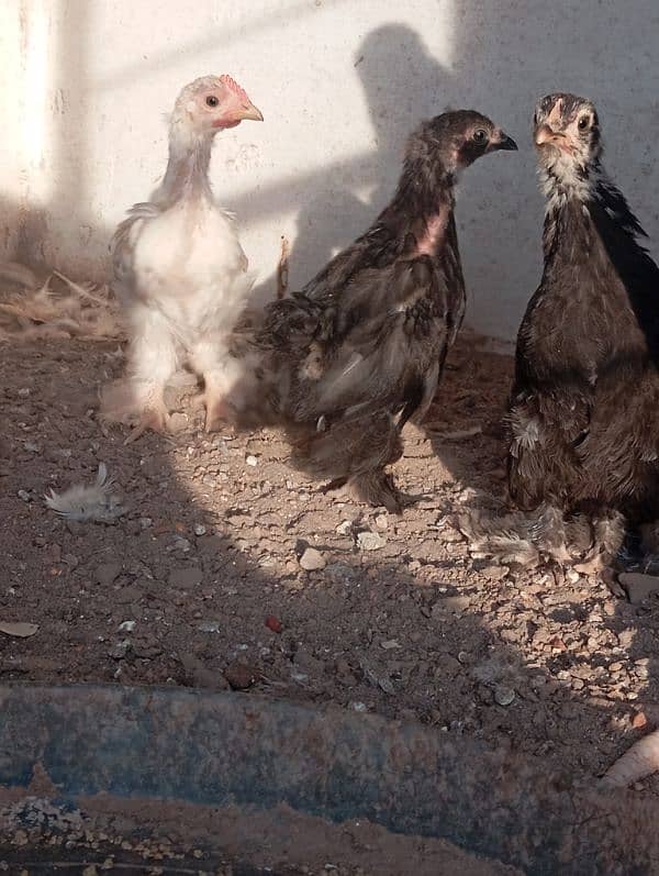 Bantam chicks 9