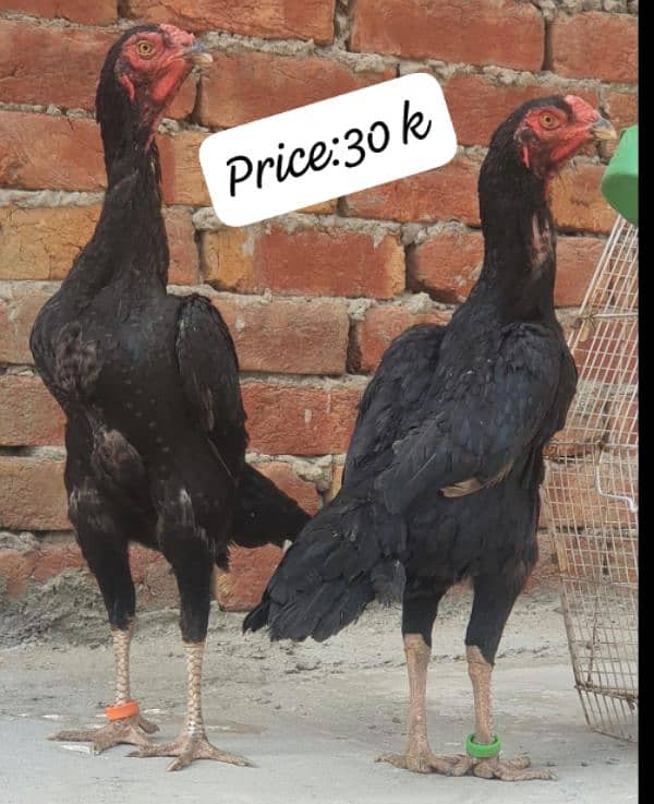 two black shamo females one thai male 1 shamo cross thai female 2