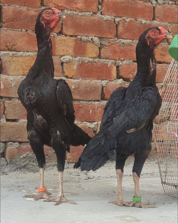 two black shamo females one thai male 1 shamo cross thai female 5