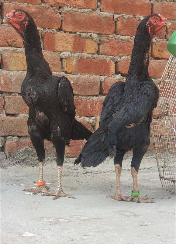 two black shamo females one thai male 1 shamo cross thai female 6