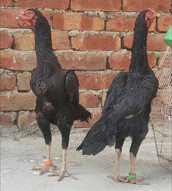 two black shamo females one thai male 1 shamo cross thai female 13