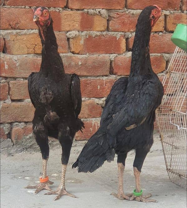 two black shamo females one thai male 1 shamo cross thai female 14