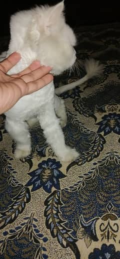 Persian Tripple Coat Male Cat