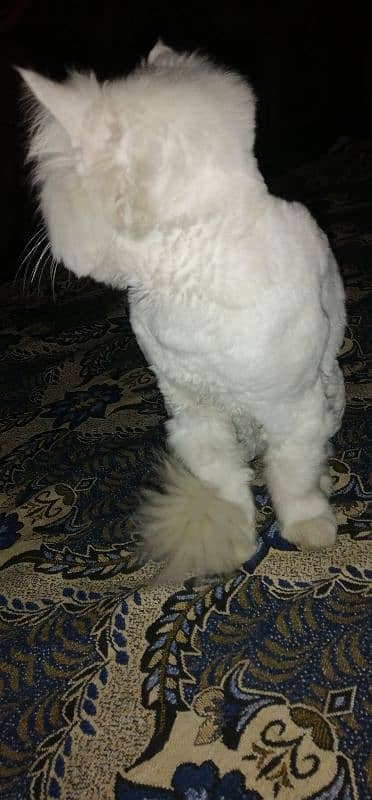 Persian Tripple Coat Male Cat 1