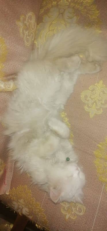 Persian Tripple Coat Male Cat 2