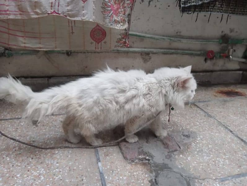 Persian Tripple Coat Male Cat 4