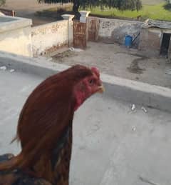 aseel cock for sale [Mianwali cross]