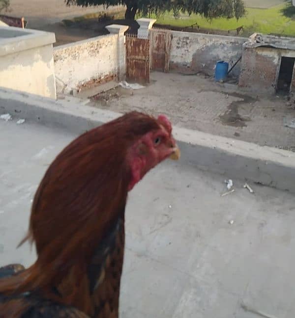 aseel cock for sale [Mianwali cross] 0