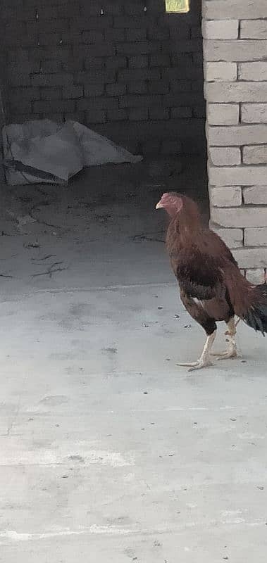 aseel cock for sale [Mianwali cross] 5