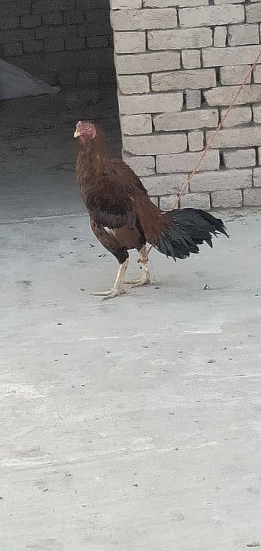 aseel cock for sale [Mianwali cross] 6