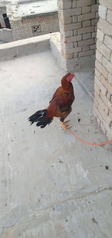 aseel cock for sale [Mianwali cross] 7