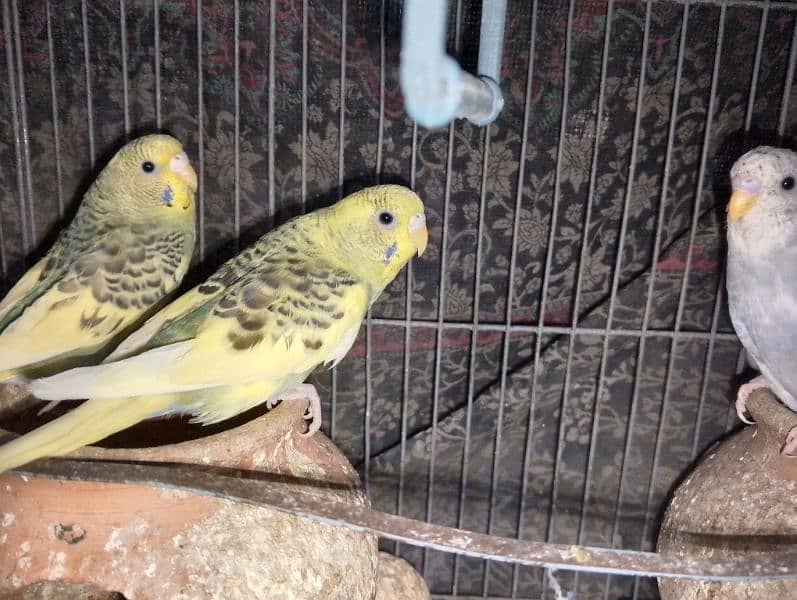 3 pairs and 1 budgie free 6