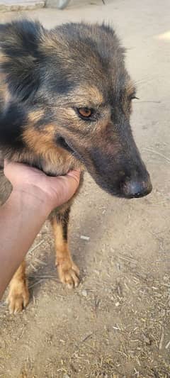 germern shepherd female with puppys