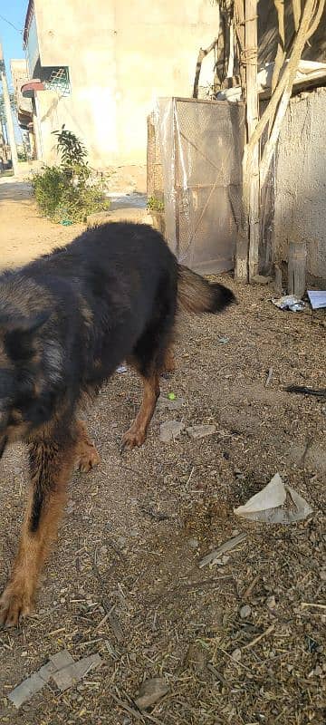 germern shepherd female with puppys 2