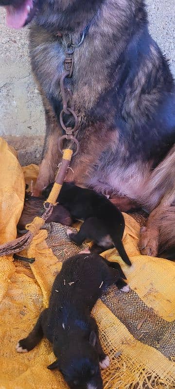 germern shepherd female with puppys 3