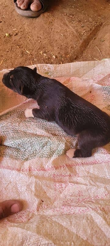 germern shepherd female with puppys 6