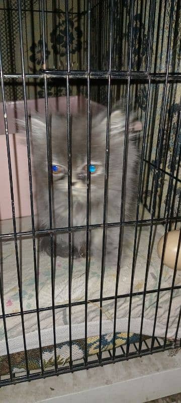 Punch Face Silver Grey kitten. 2