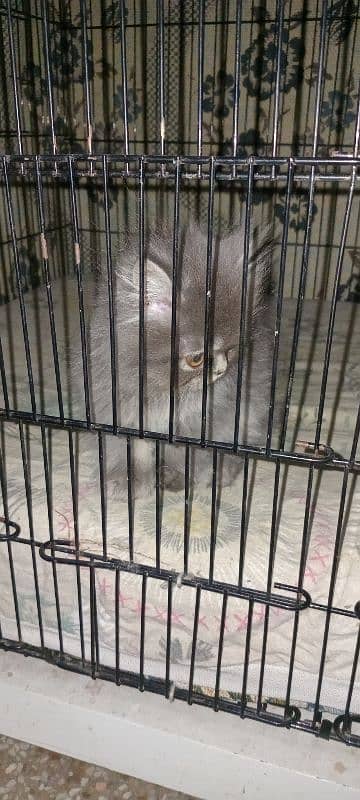 Punch Face Silver Grey kitten. 4