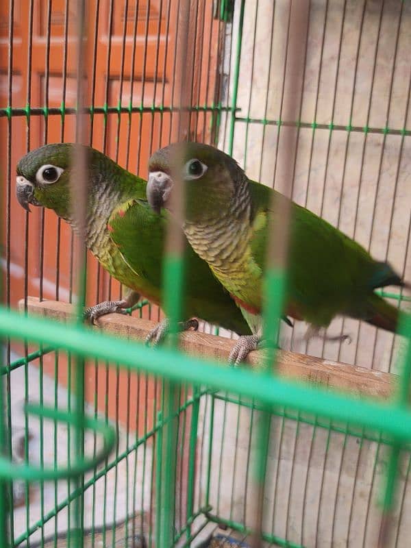 conure 0