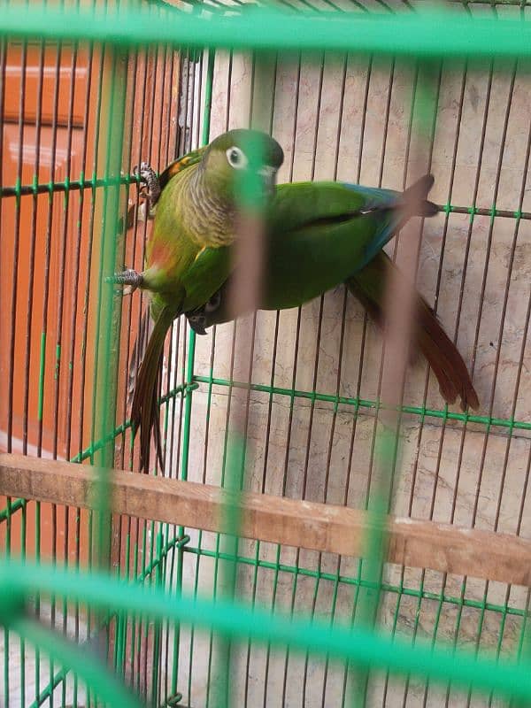 conure 1