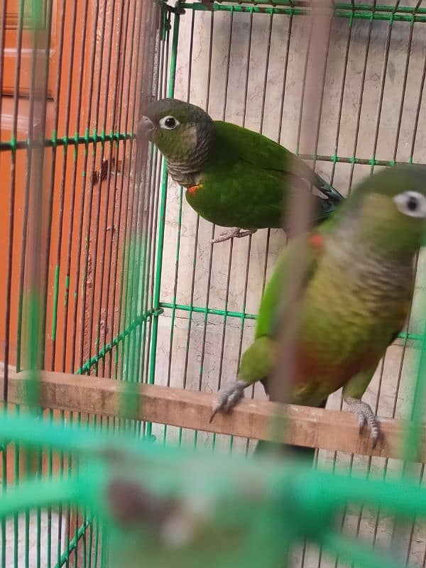 conure 2