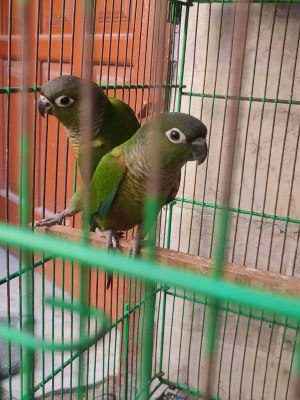 conure 3