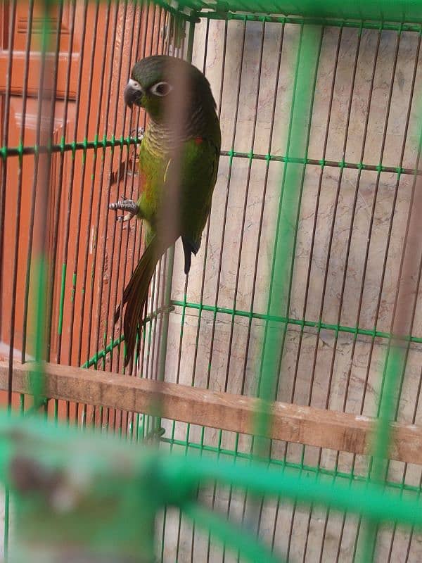 conure 4