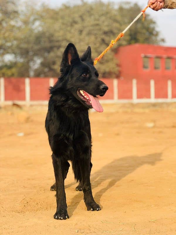 black German Shepherd long coat 0