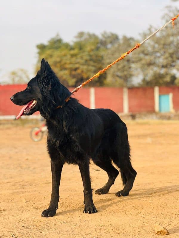 black German Shepherd long coat 1