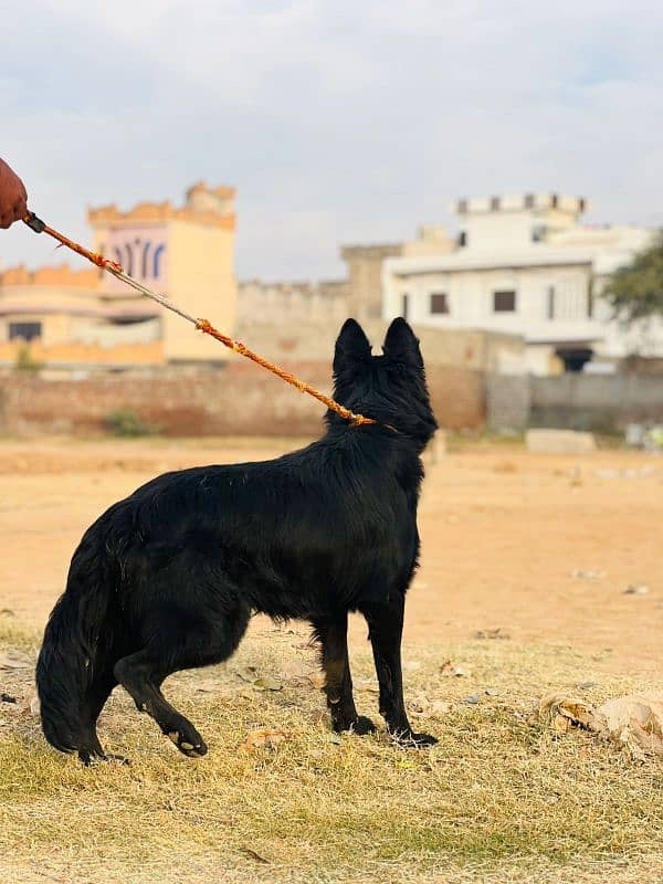 black German Shepherd long coat 2