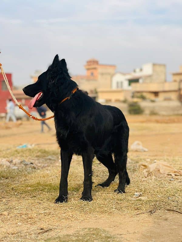 black German Shepherd long coat 3