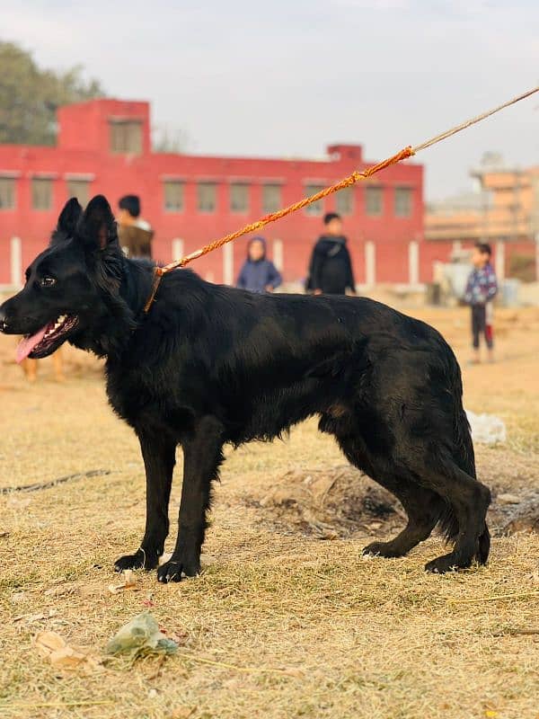 black German Shepherd long coat 4