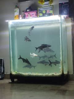 Complete fish Aquarium with 11 fishes called Blue sharks