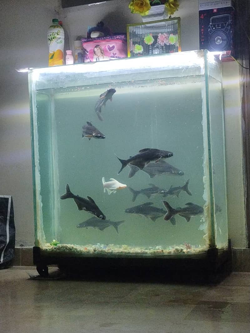 Complete fish Aquarium with 11 fishes called Blue sharks 0