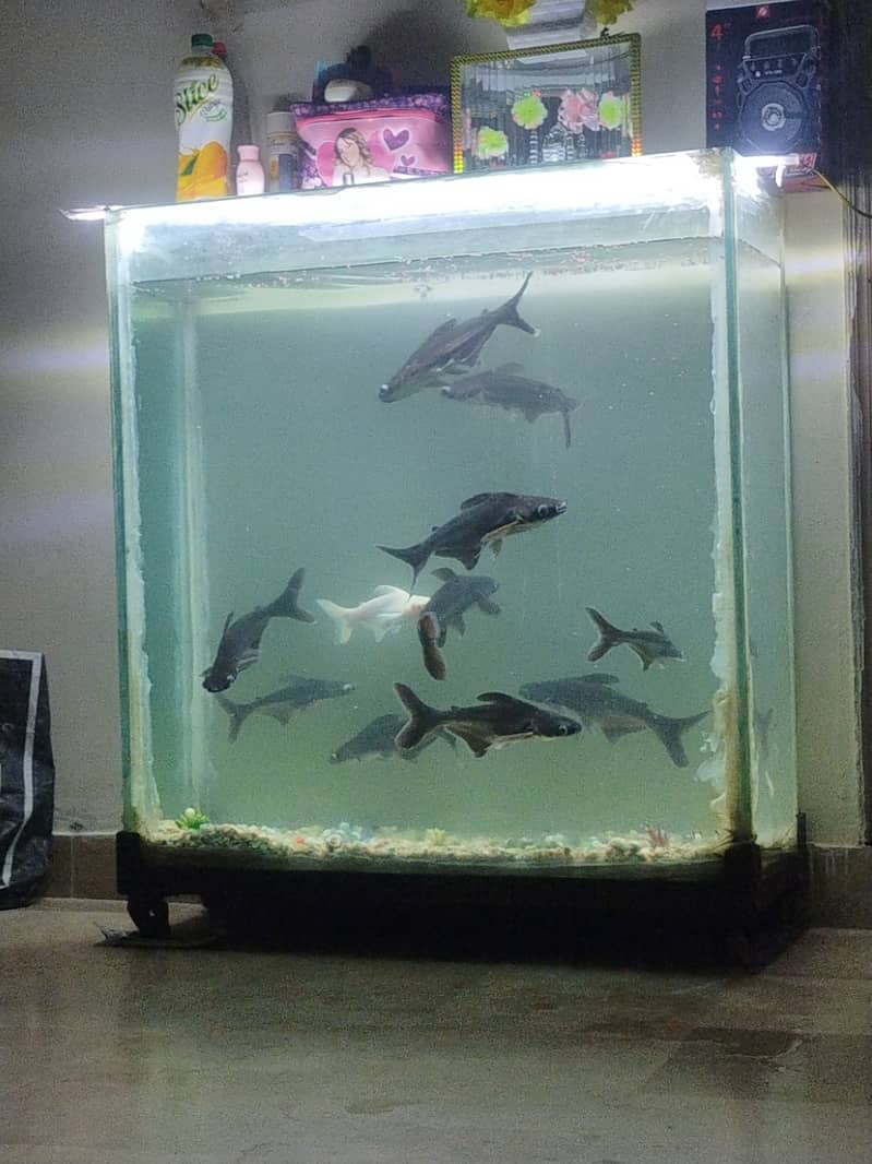 Complete fish Aquarium with 11 fishes called Blue sharks 2