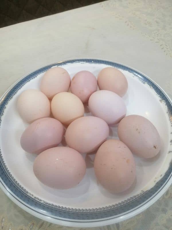 Desi Eggs 2