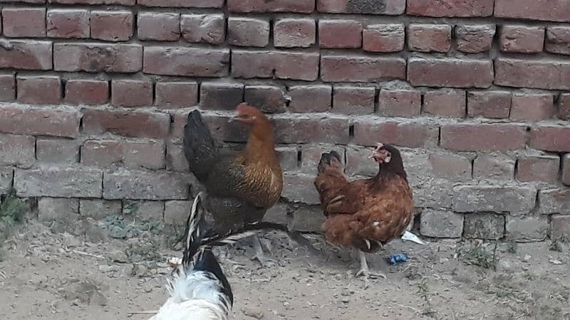 egg laying desi hen and golden misre hen for sale 03188305150 2