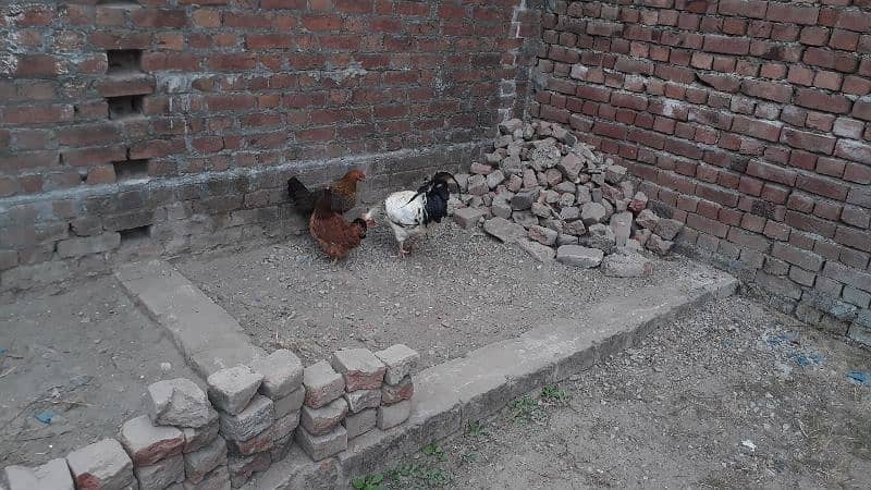 egg laying desi hen and golden misre hen for sale 03188305150 3