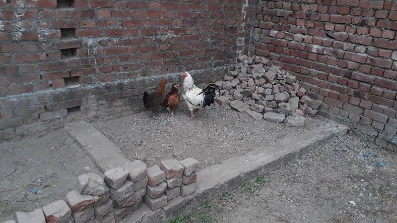 egg laying desi hen and golden misre hen for sale 03188305150 4