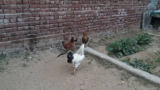 egg laying desi hen and golden misre hen for sale 03188305150