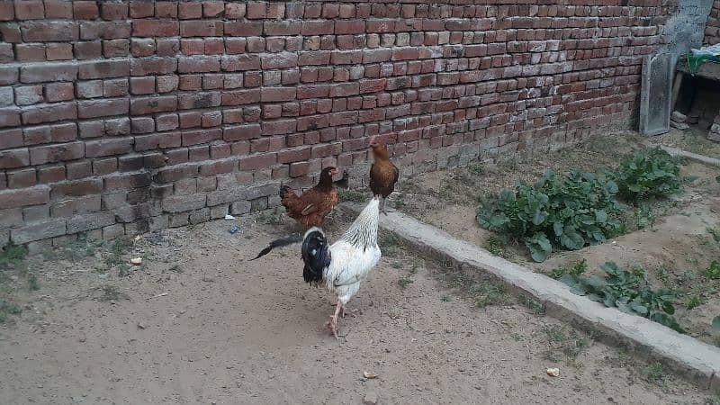 egg laying desi hen and golden misre hen for sale 03188305150 0