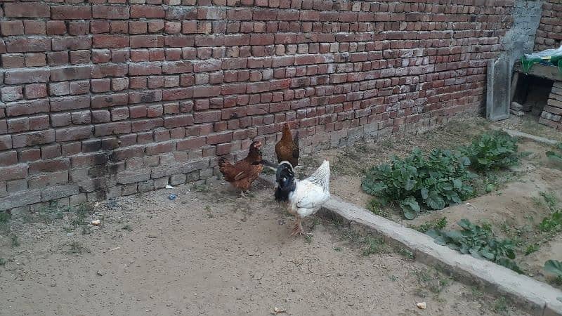 egg laying desi hen and golden misre hen for sale 03188305150 5