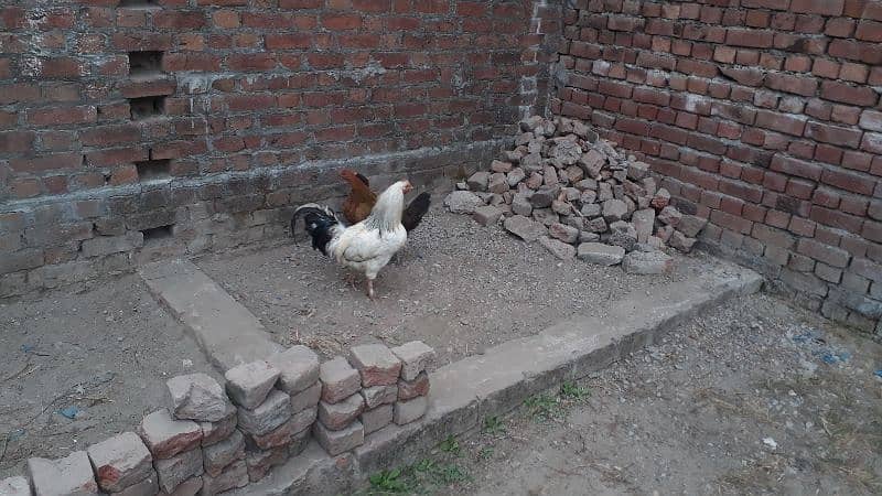 egg laying desi hen and golden misre hen for sale 03188305150 1