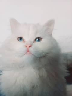 White Persian triple coated male cat blue eyes