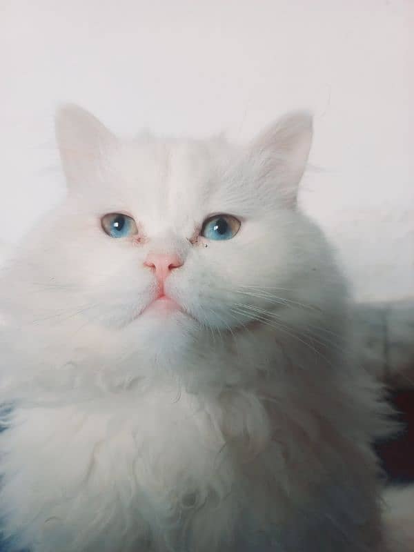 White Persian triple coated male cat blue eyes 0