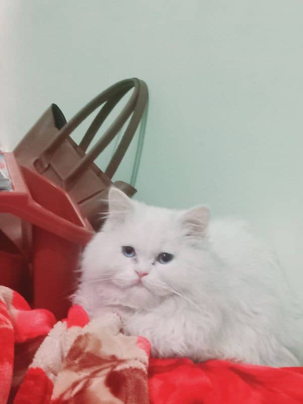 White Persian triple coated male cat blue eyes 1