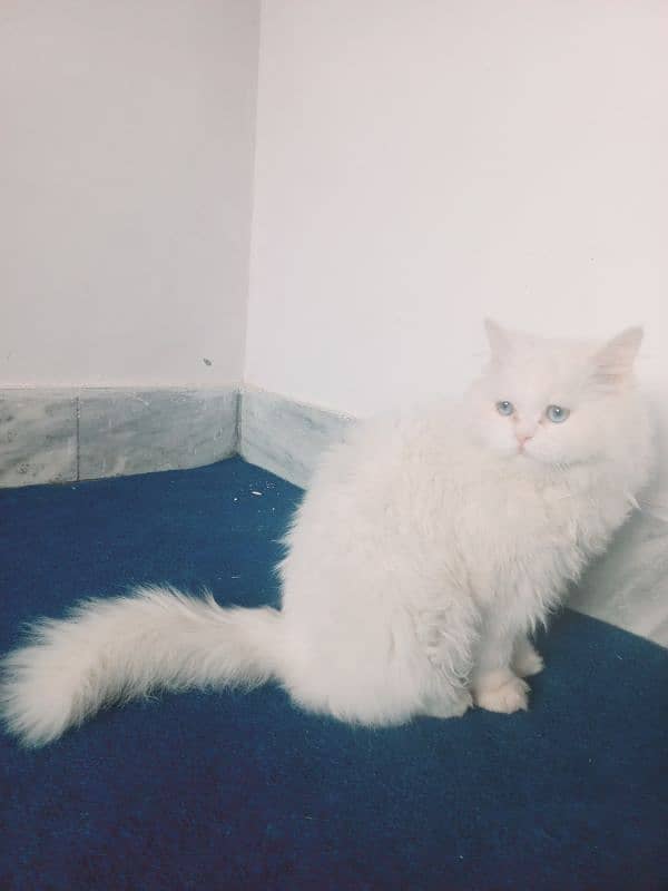 White Persian triple coated male cat blue eyes 2