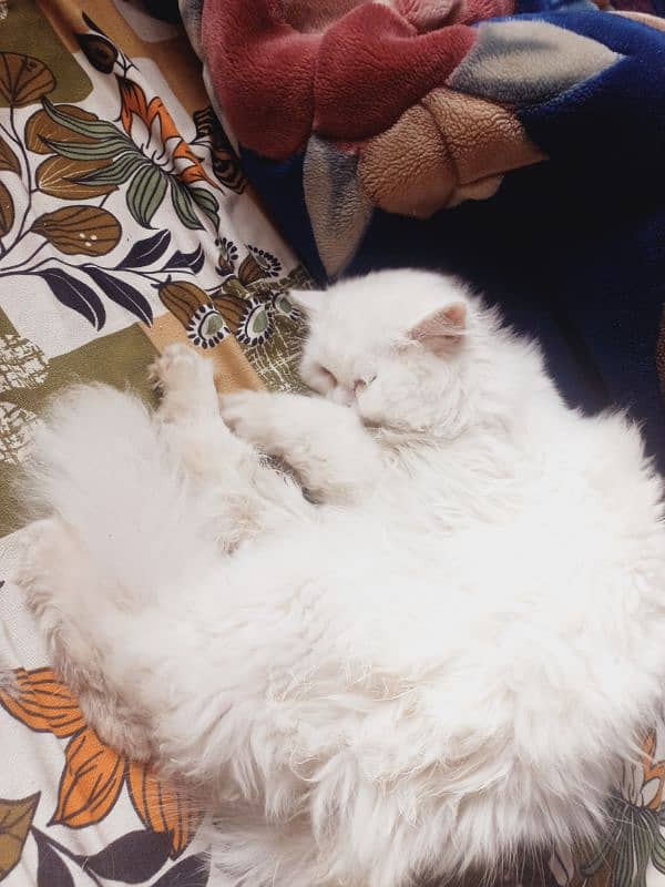 White Persian triple coated male cat blue eyes 4