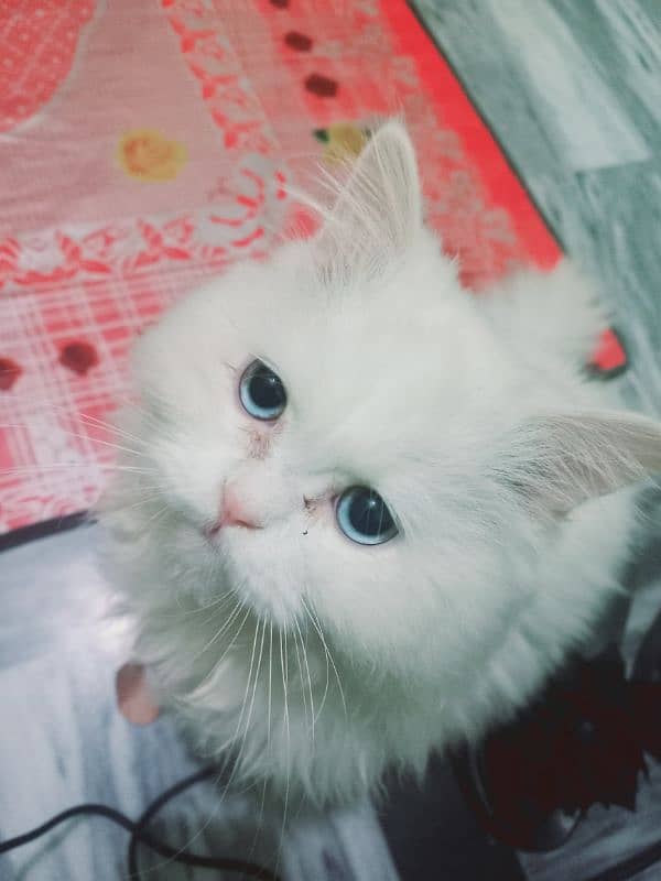 White Persian triple coated male cat blue eyes 5