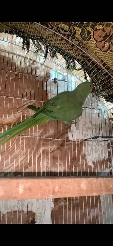 Green Parrot Breeder Female Hand tame nhi hai 0